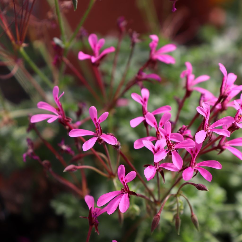 Pelargonium odorant ionidiflorum - Géranium botanique