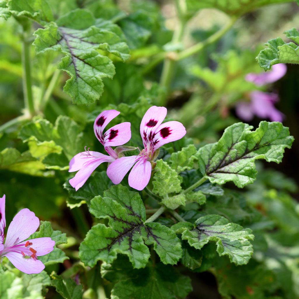 Pelargonium odorant quercifolium Royal Oak - Géranium au parfum balsamique