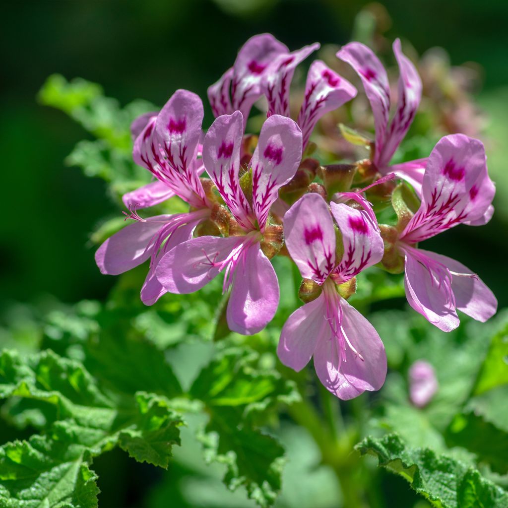 Pélargonium odorant quercifolium - Pélargonium à feuilles de chêne