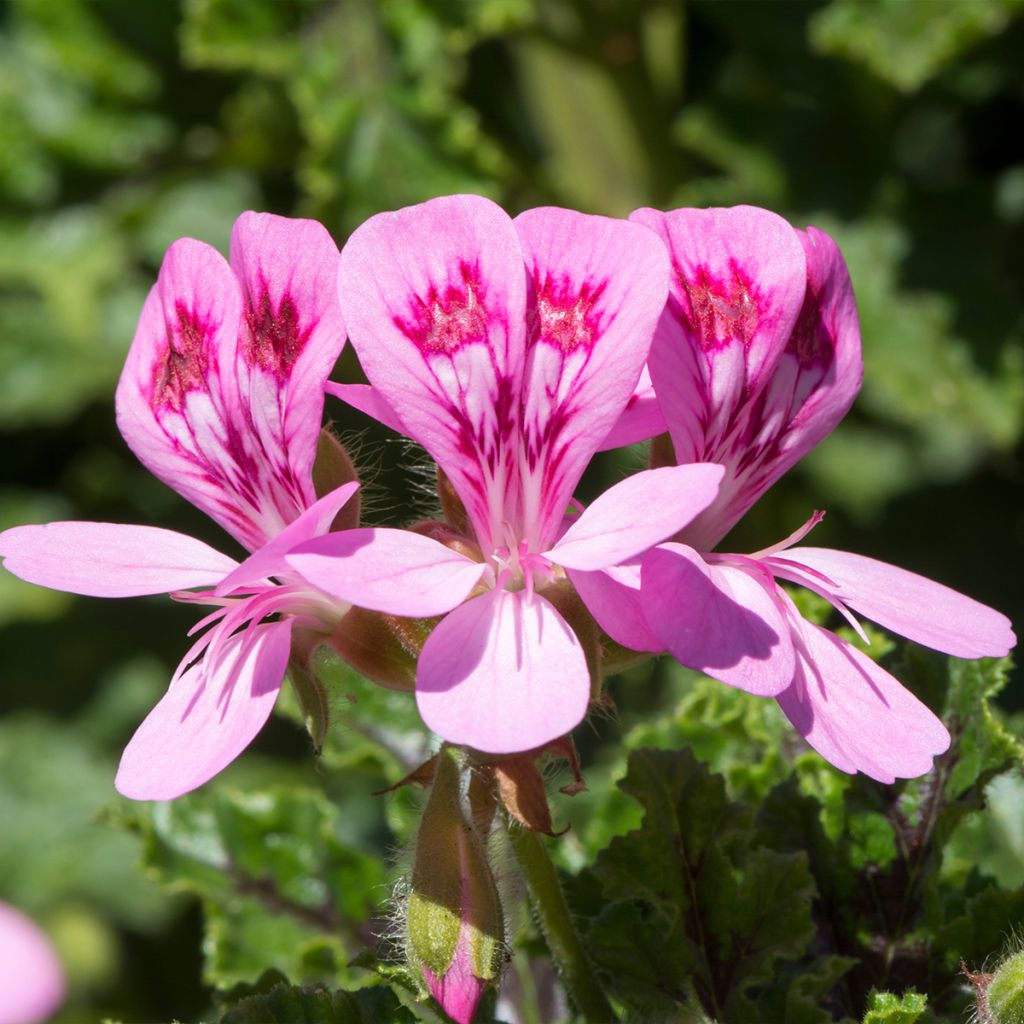 Pélargonium odorant quercifolium - Pélargonium à feuilles de chêne