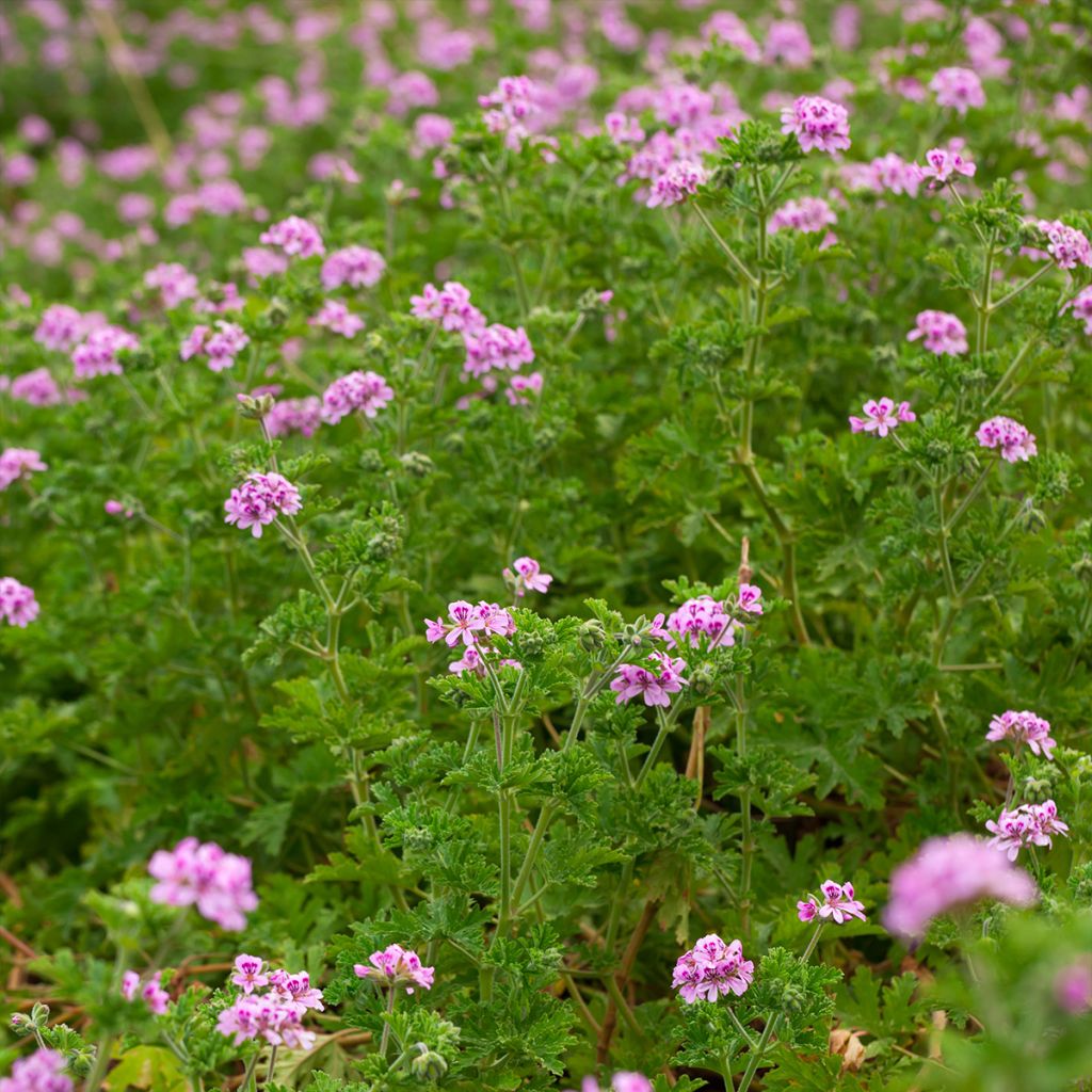 Pélargonium odorant quercifolium - Pélargonium à feuilles de chêne