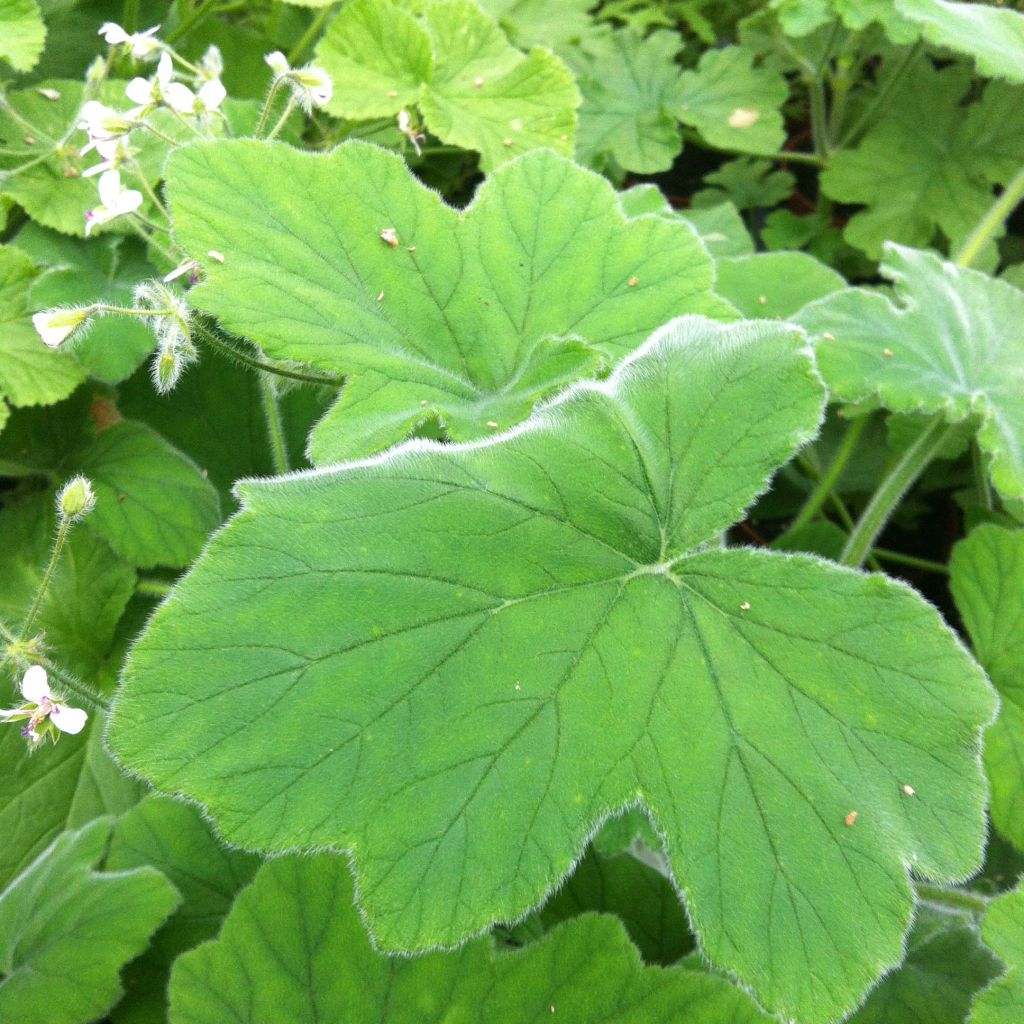 Pélargonium odorant tomentosum - pélargonium à odeur de menthe - pélargonium tomenteux