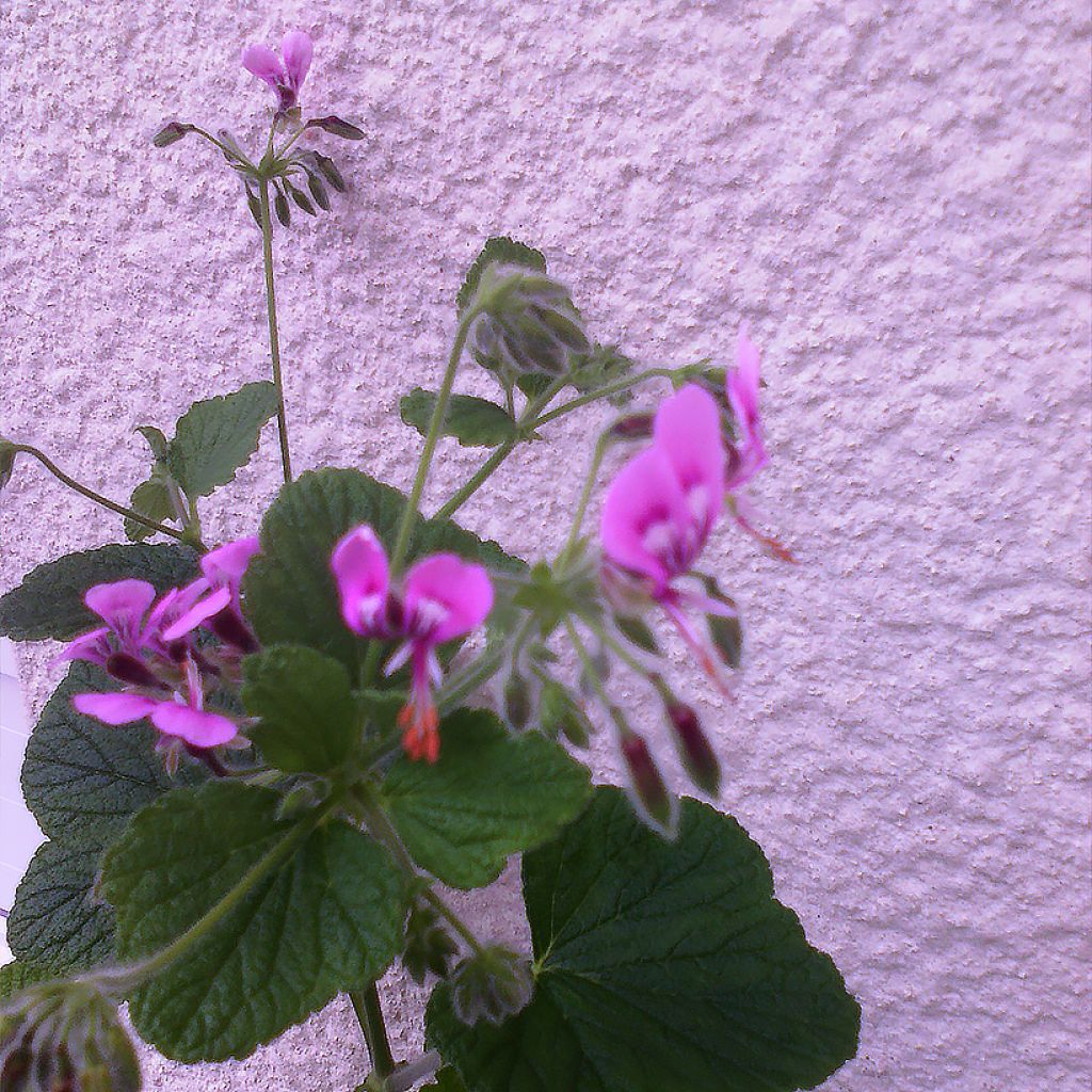 Pelargonium papilionaceum - Géranium botanique au parfum de citron