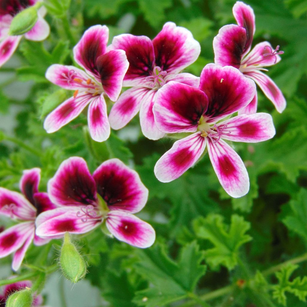 Pelargonium - Géranium parfumé Mosquitaway Eva