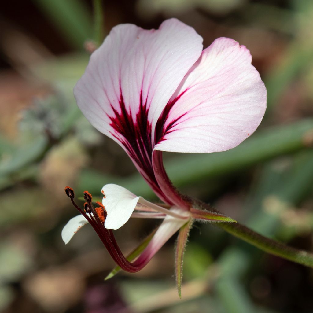 Pelargonium tetragonum - Géranium botanique