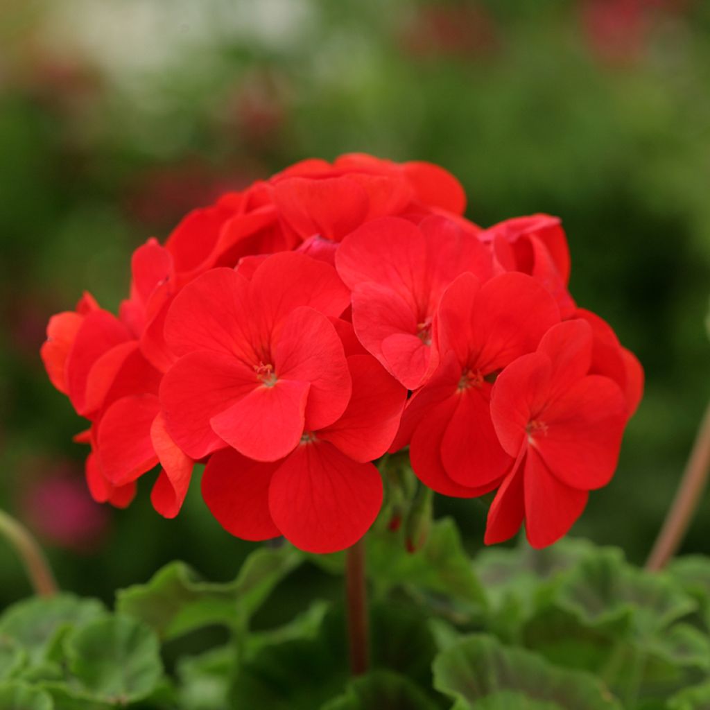 Graines de Géranium Dancer Red F2  - Pelargonium