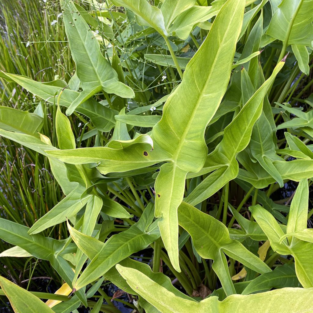 Peltandra virginica - Arum de Virginie