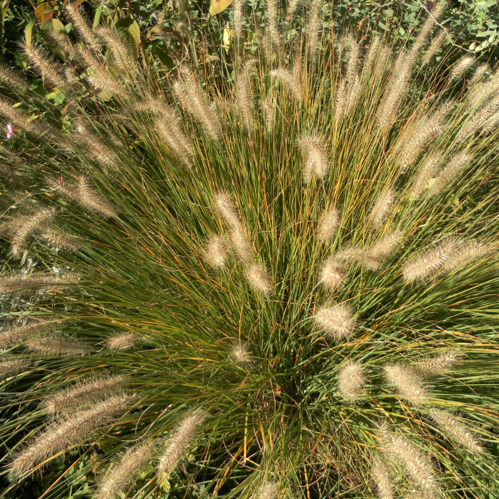 Pennisetum alopecuroides Hameln - Herbe aux écouvillons