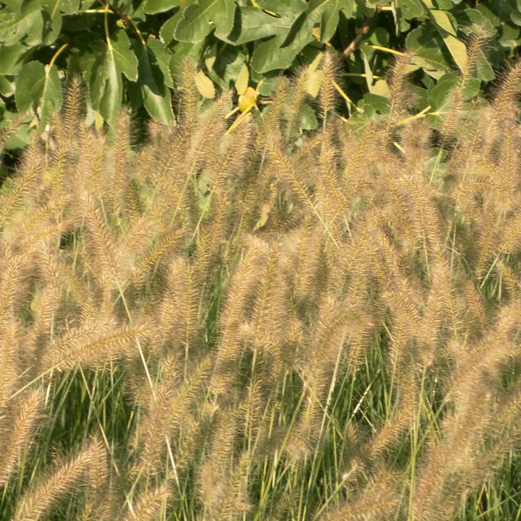 Pennisetum alopecuroides Hameln - Herbe aux écouvillons