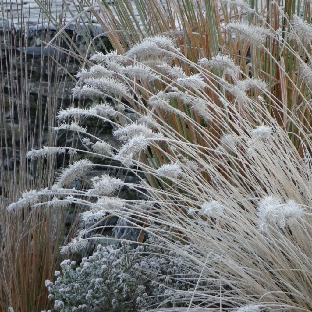 Pennisetum alopecuroides Hameln - Herbe aux écouvillons