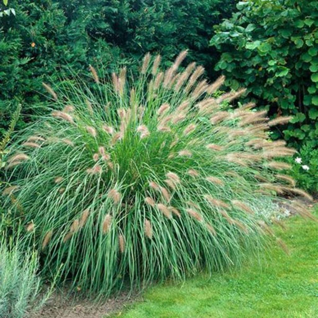 Pennisetum alopecuroides Herbstzauber, Herbe aux écouvillons