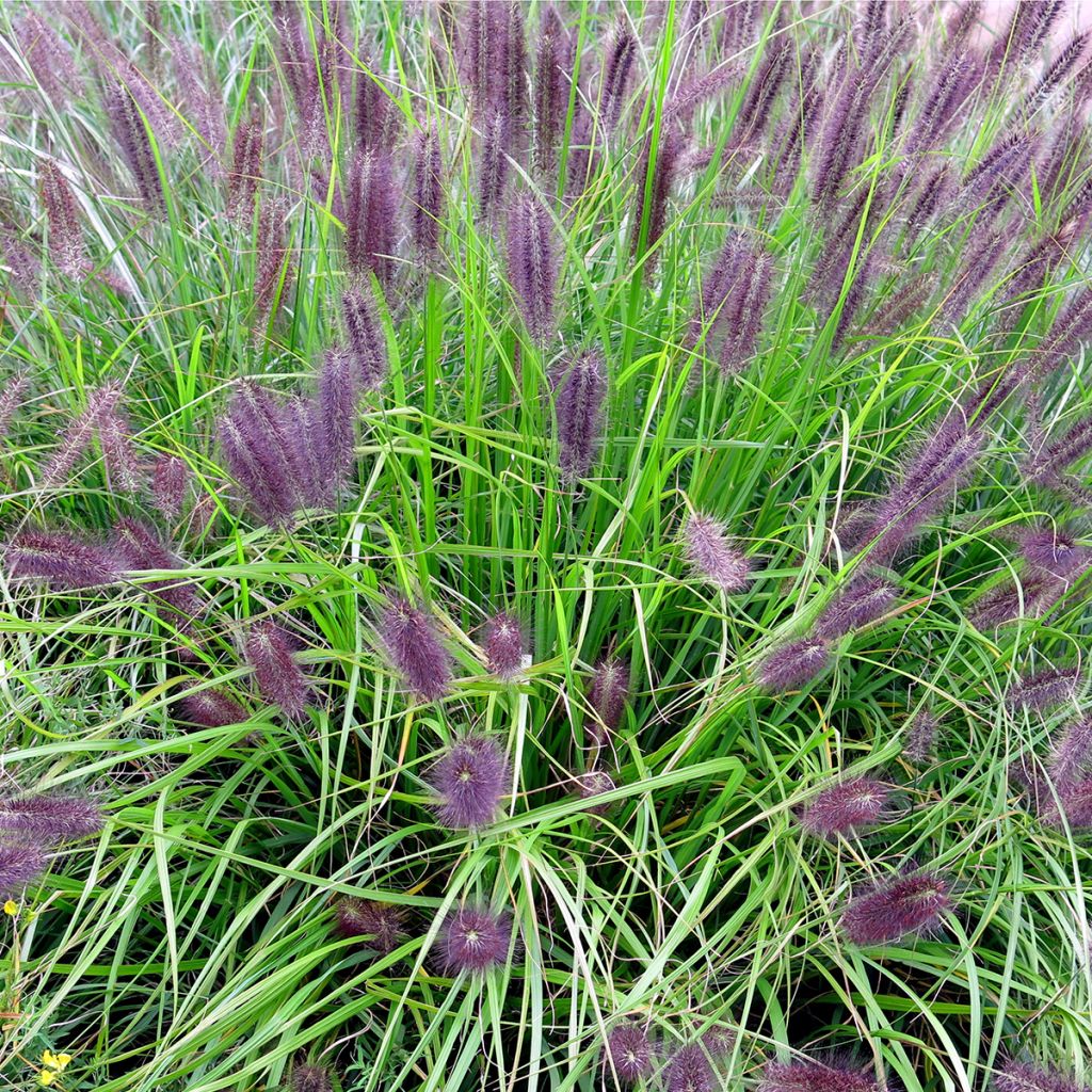 Pennisetum alopecuroides Red Head - Herbe aux écouvillons