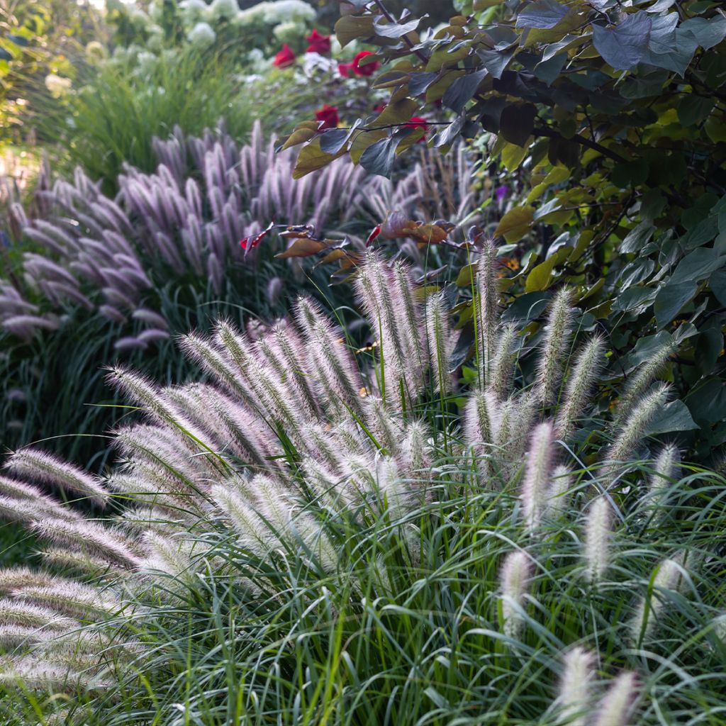 Pennisetum alopecuroides Red Head - Herbe aux écouvillons