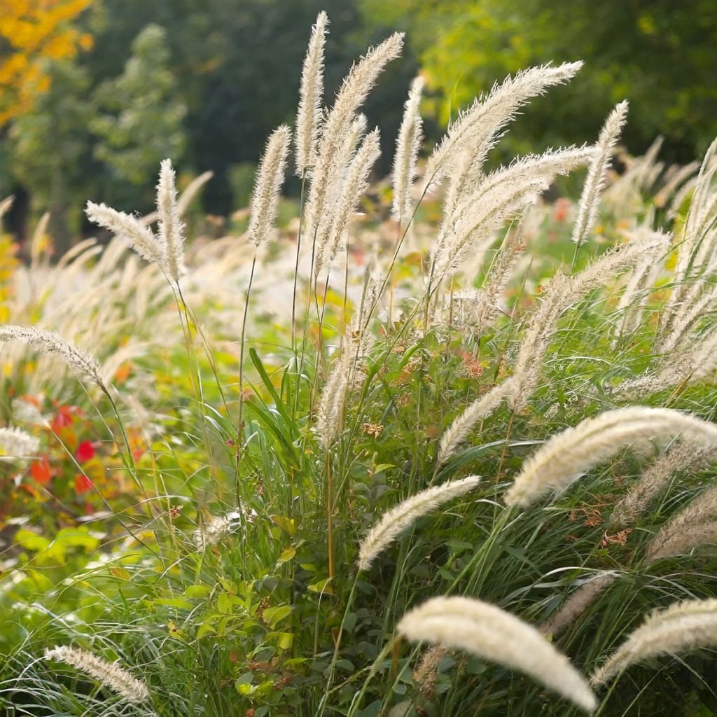 Pennisetum macrourum White Lancer - Herbe aux écouvillons