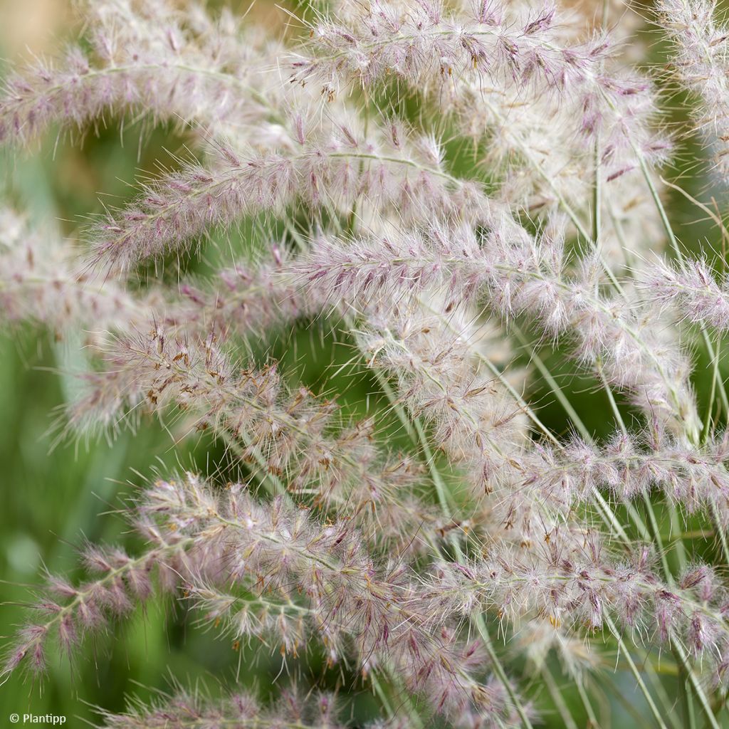 Pennisetum orientale JS Dance With Me - Herbe aux écouvillons