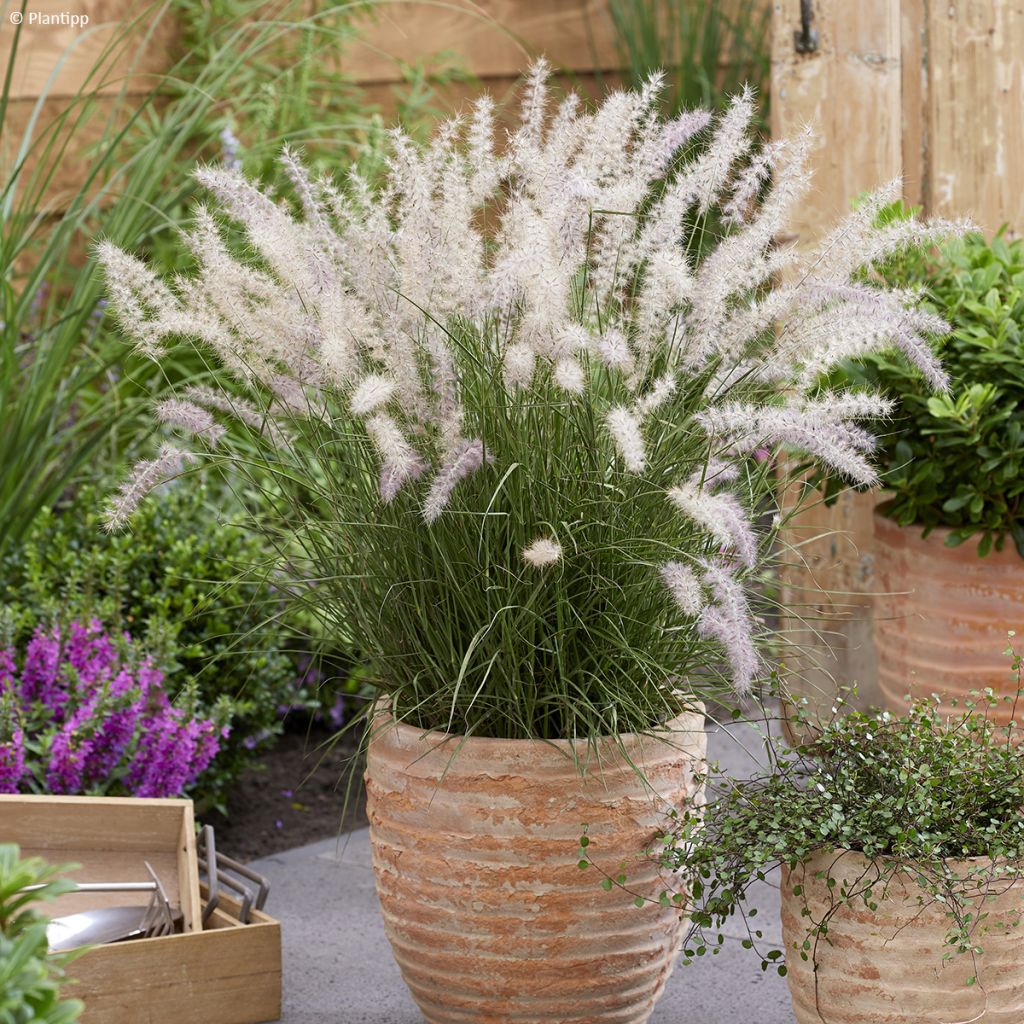 Pennisetum orientale JS Dance With Me - Herbe aux écouvillons