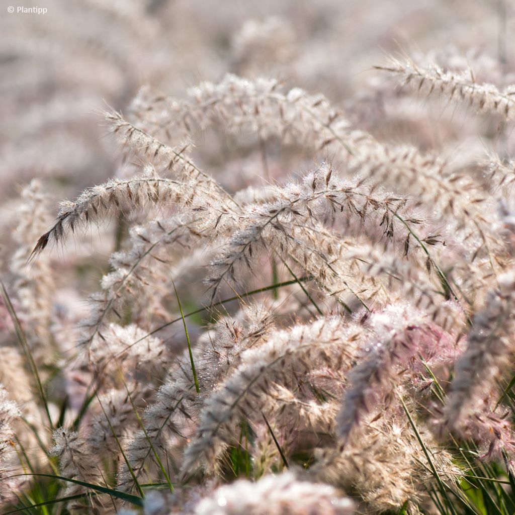 Pennisetum orientale JS Dance With Me - Herbe aux écouvillons