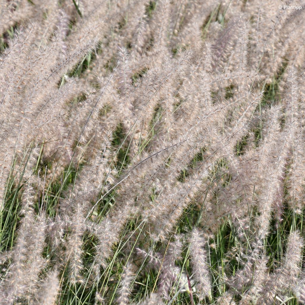 Pennisetum orientale JS Dance With Me - Herbe aux écouvillons