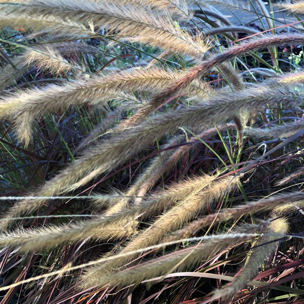 Pennisetum setaceum Fireworks - Herbe aux écouvillons