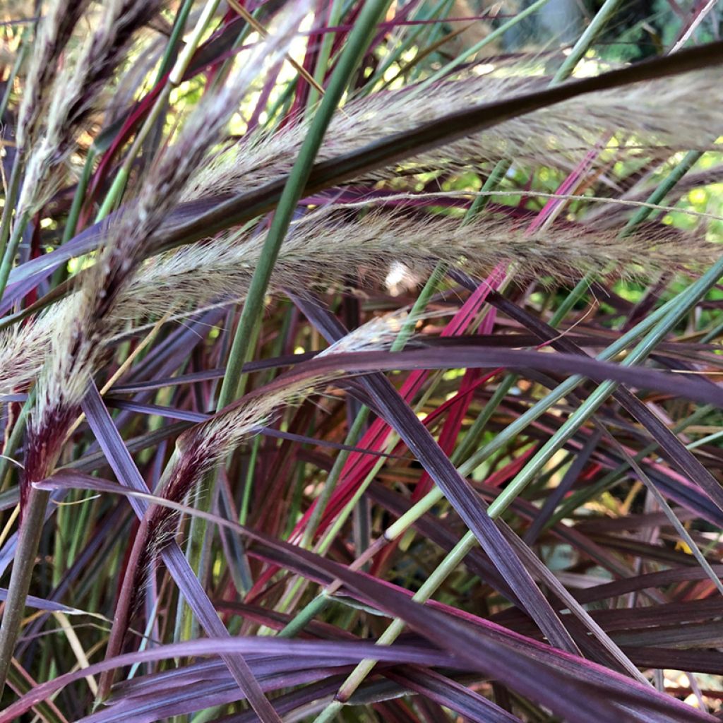 Pennisetum setaceum Fireworks - Herbe aux écouvillons