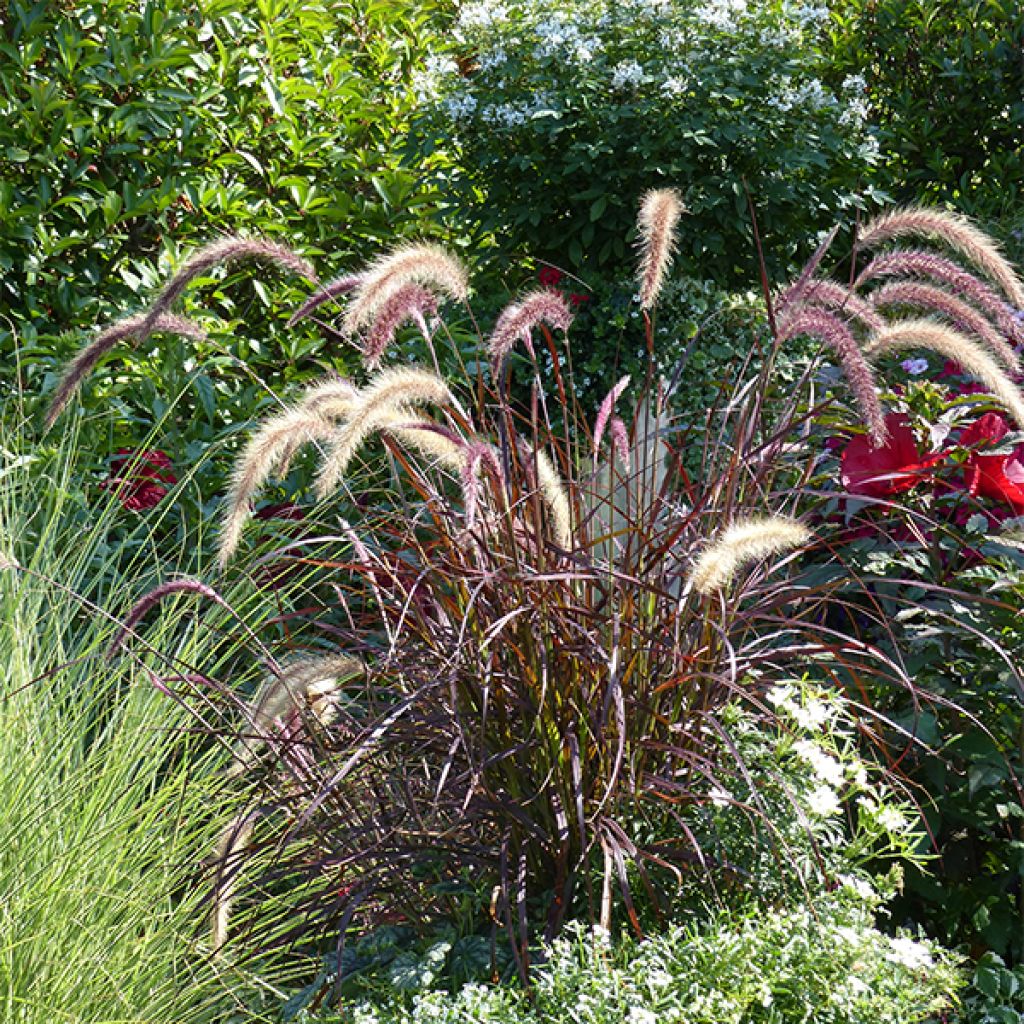 Pennisetum setaceum Rubrum - Herbe aux écouvillons pourpres