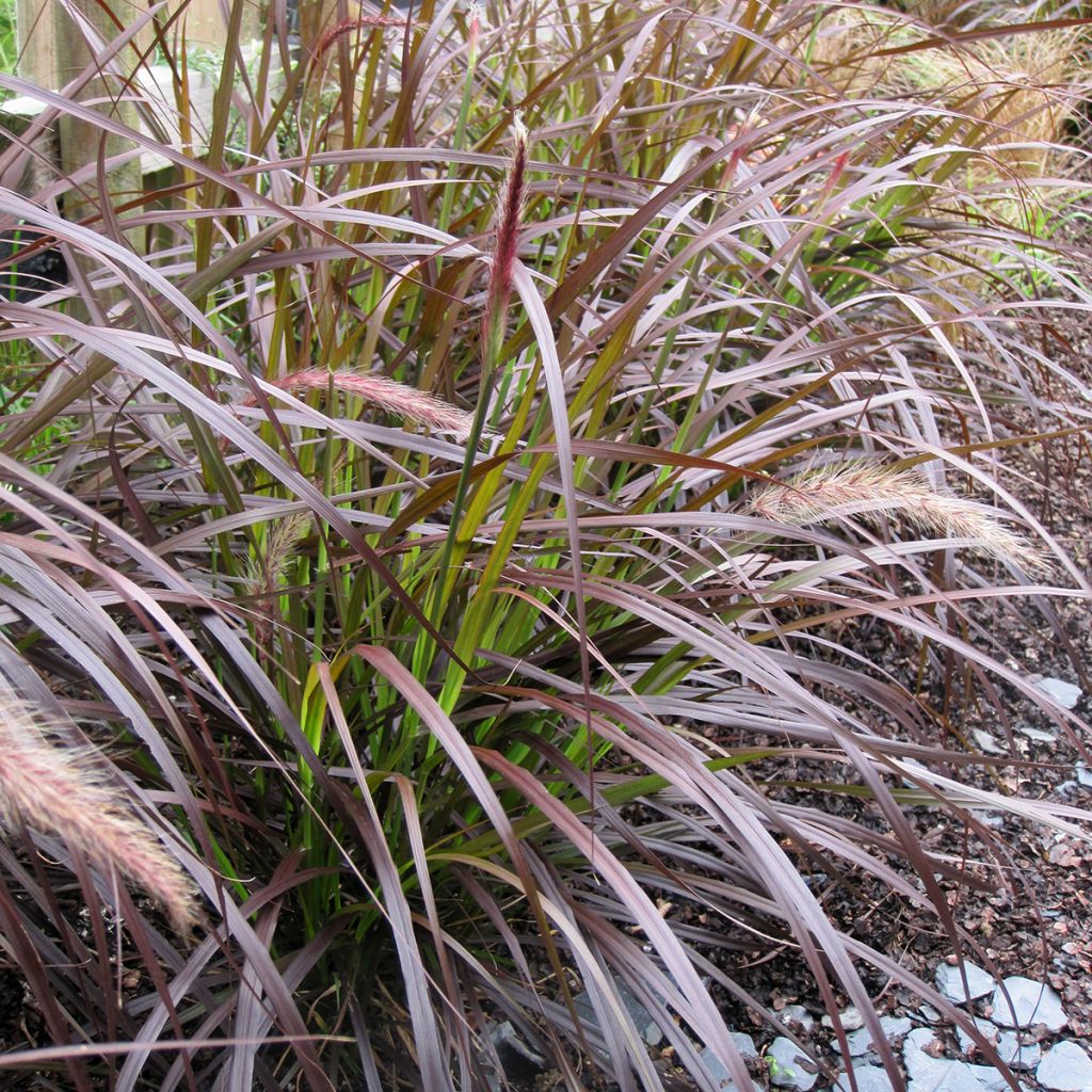 Pennisetum x advena Rubrum - Herbe aux écouvillons pourpres