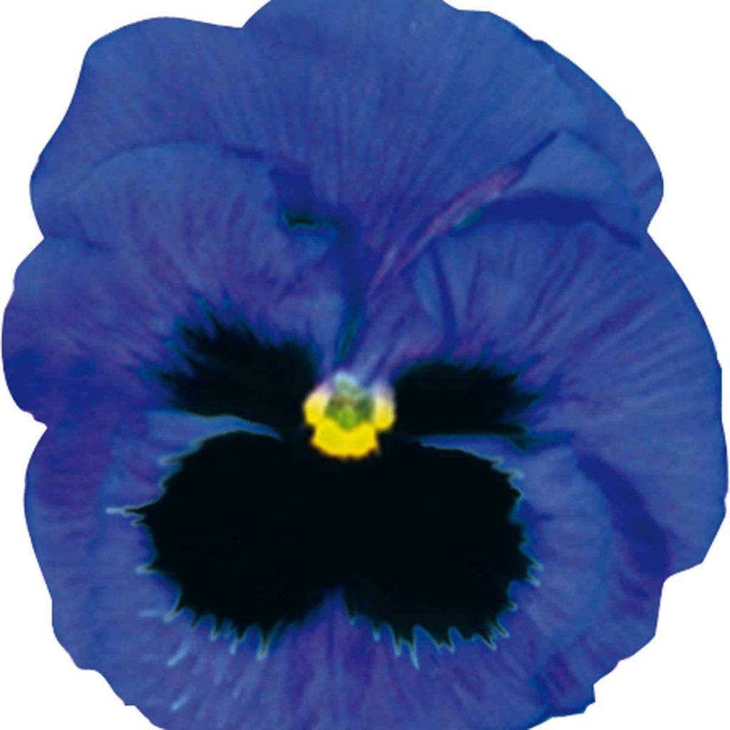 Pensée Carrera Blue With Blotch Mini-motte