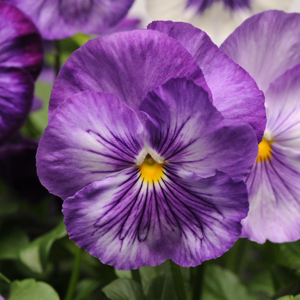 Pensée à Fleurs Moyennes Matrix F1 Lavender Shades - Viola hybrida Matrix lavande en mélange