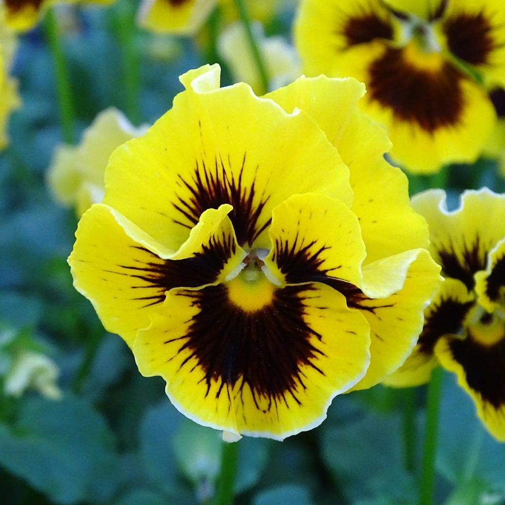 Pensée à fleurs ondulées Frizzle Yellow Mini-motte