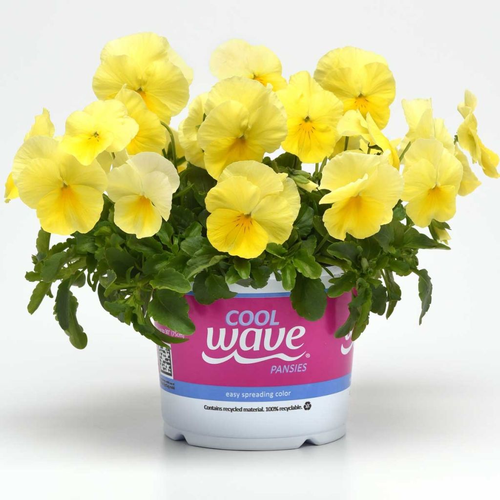 Pensée retombante Cool Wave® Lemon Improved Mini-motte