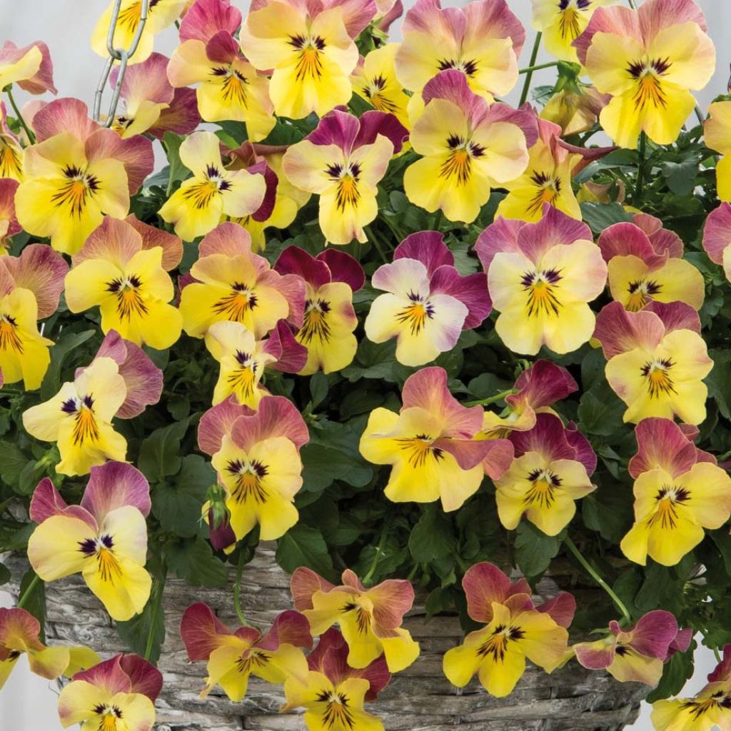 Pensée retombante Cool Wave® Pink Yellow Bicolore Mini-motte - Viola wittrockiana 