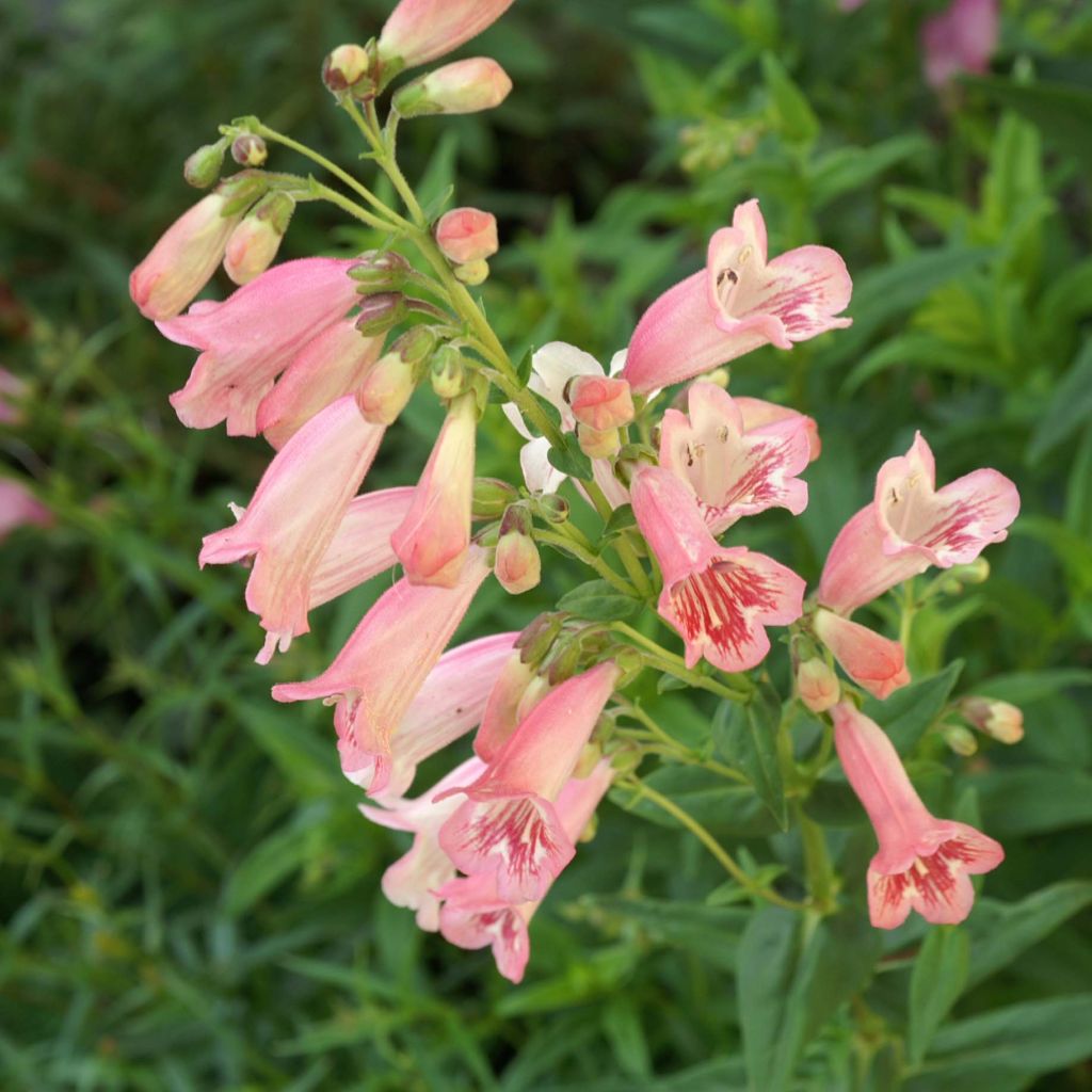 Penstemon Hewell Pink Bedder - Galane