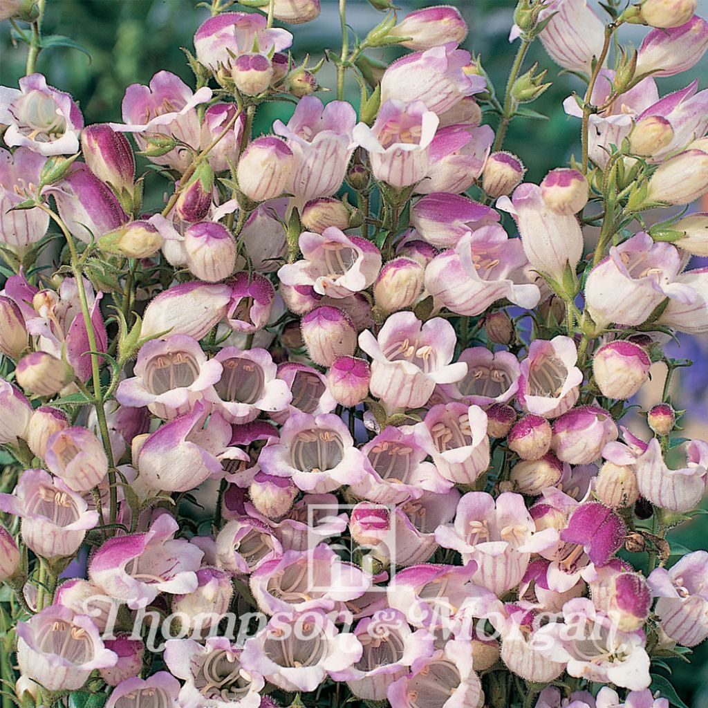 Penstemon x Hybrida Lilac Frost 