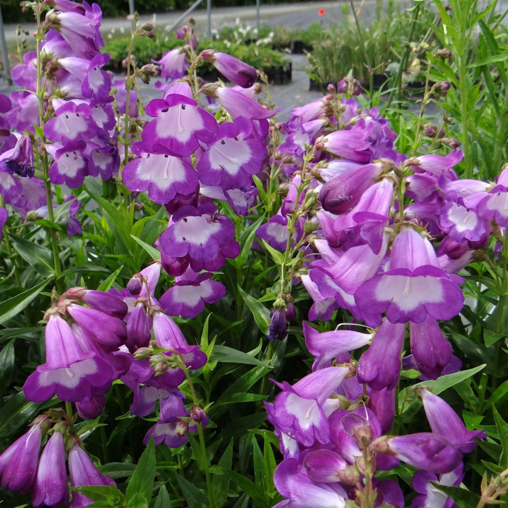 Penstemon Pensham Czar - Galane