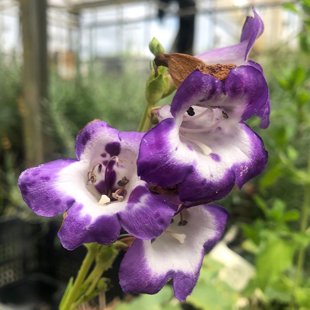 Penstemon Pensham Czar - Galane