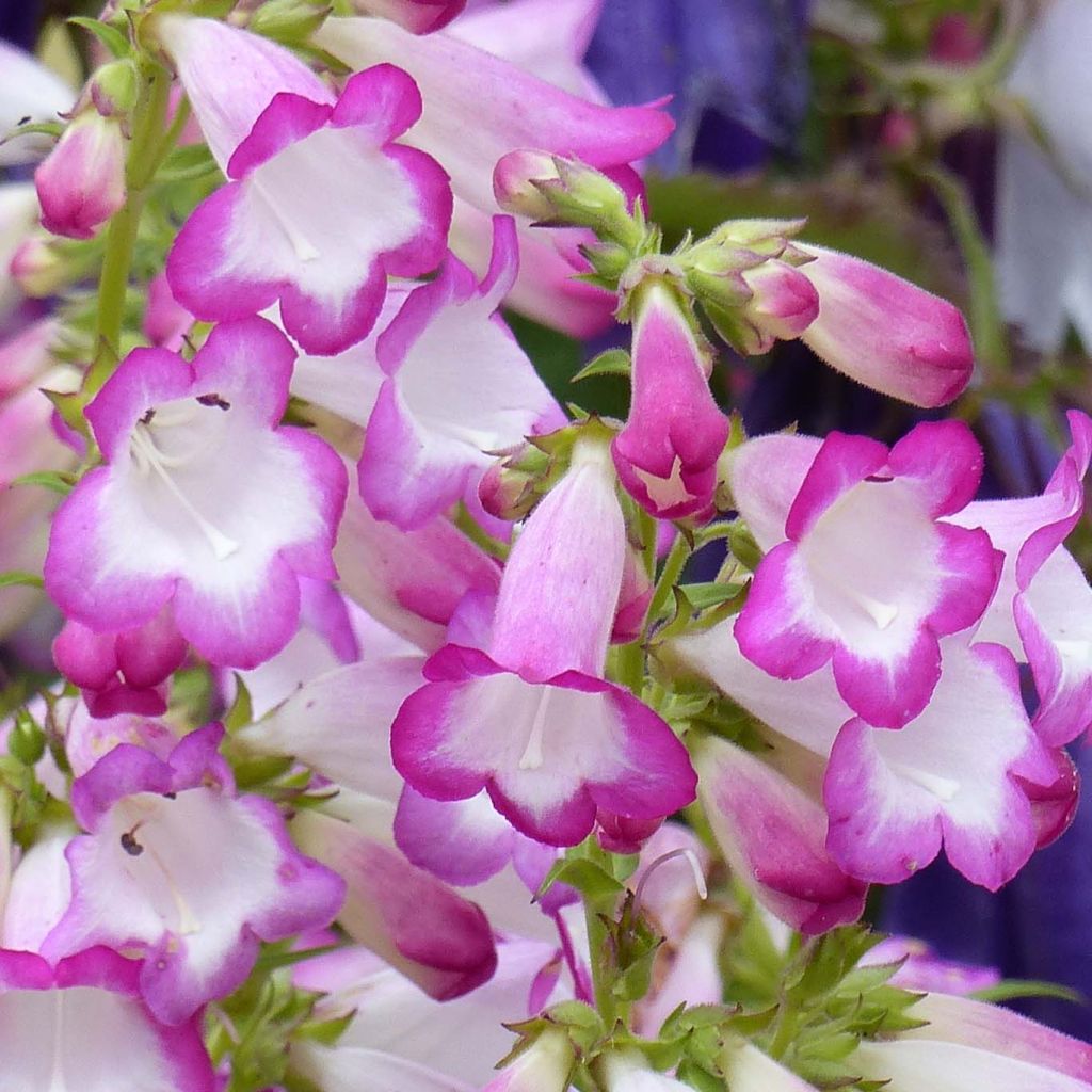 Penstemon Pensham Laura - Galane