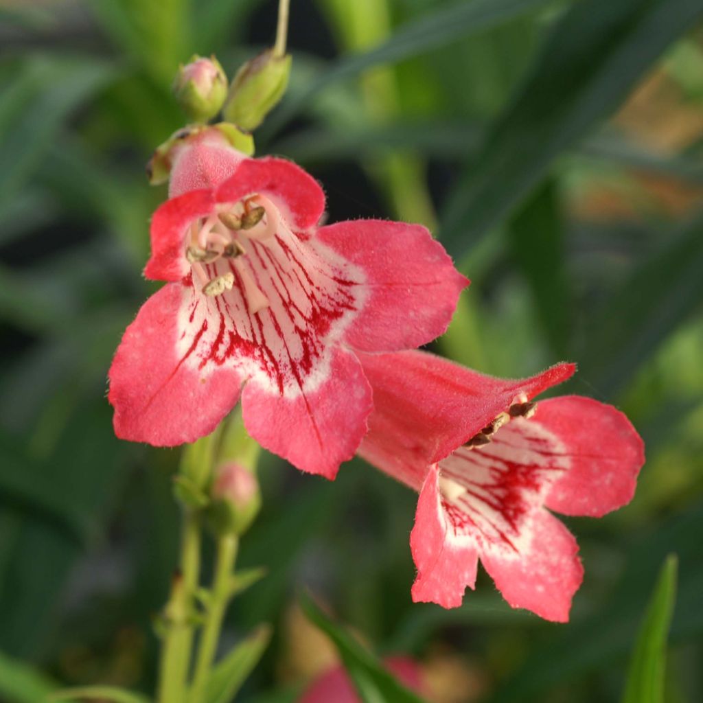 Penstemon Souvenir d'Adrien Régnier - Galane