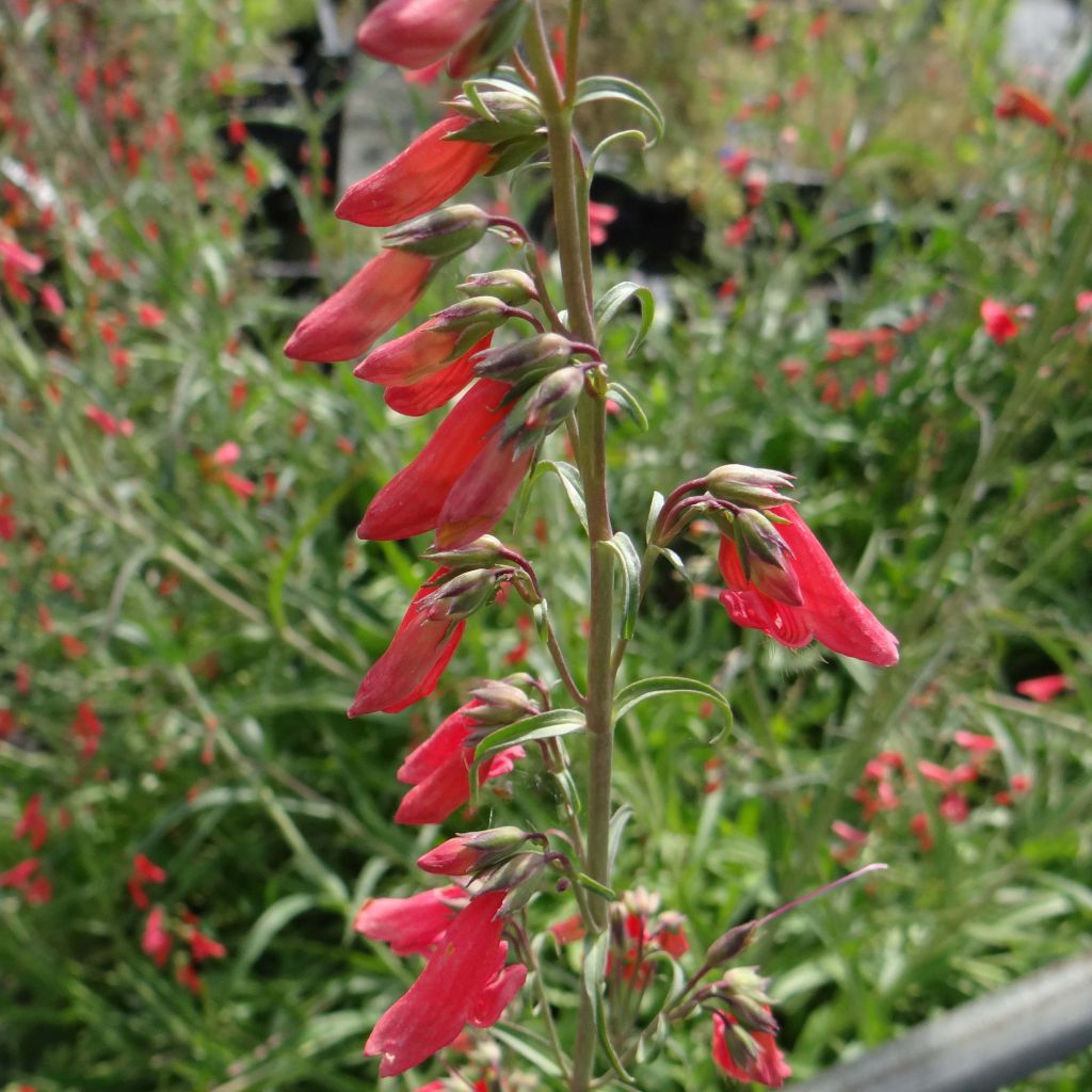 Penstemon barbatus Coccineus - Galane