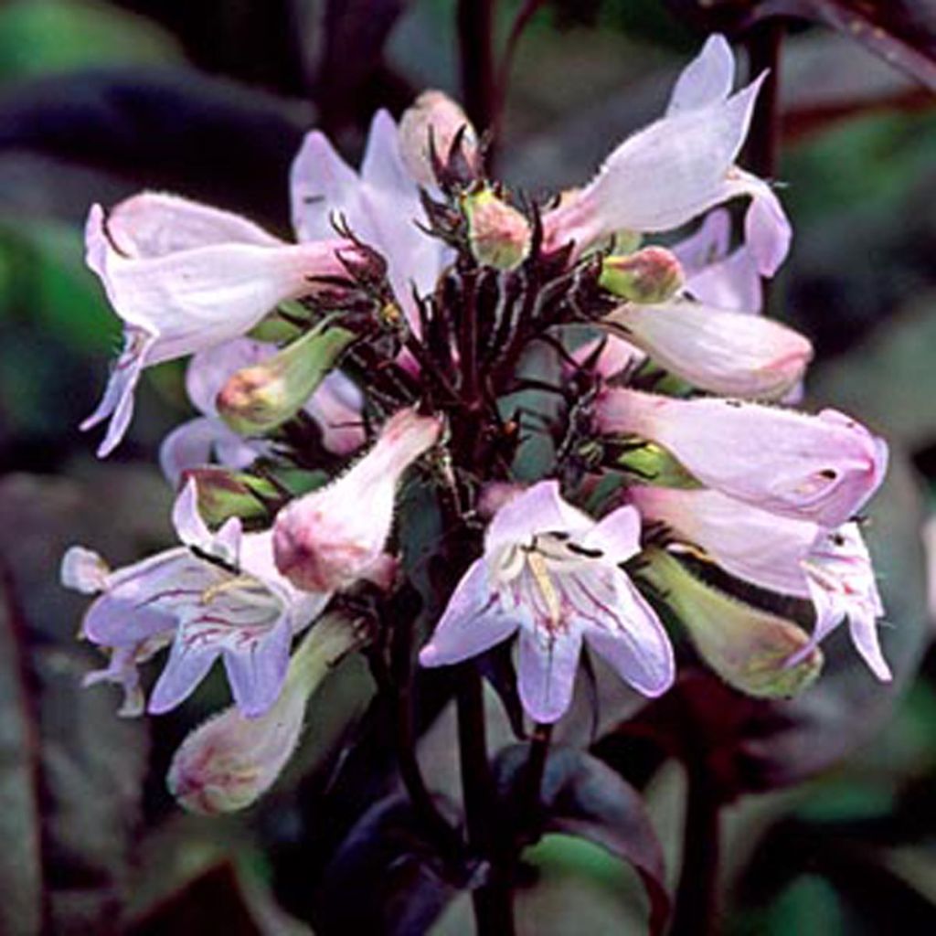 Penstemon digitalis Husker Red - Galane