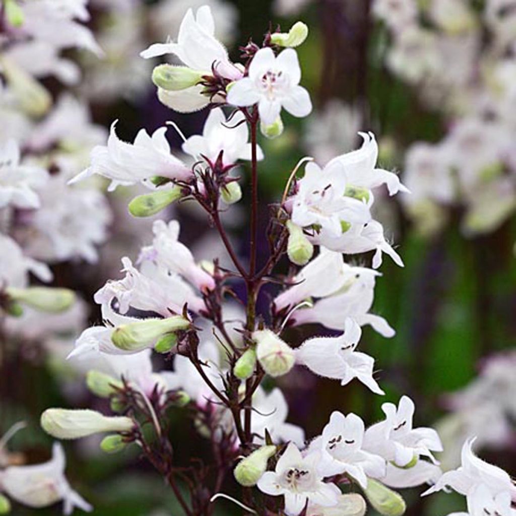 Penstemon digitalis Husker Red - Galane