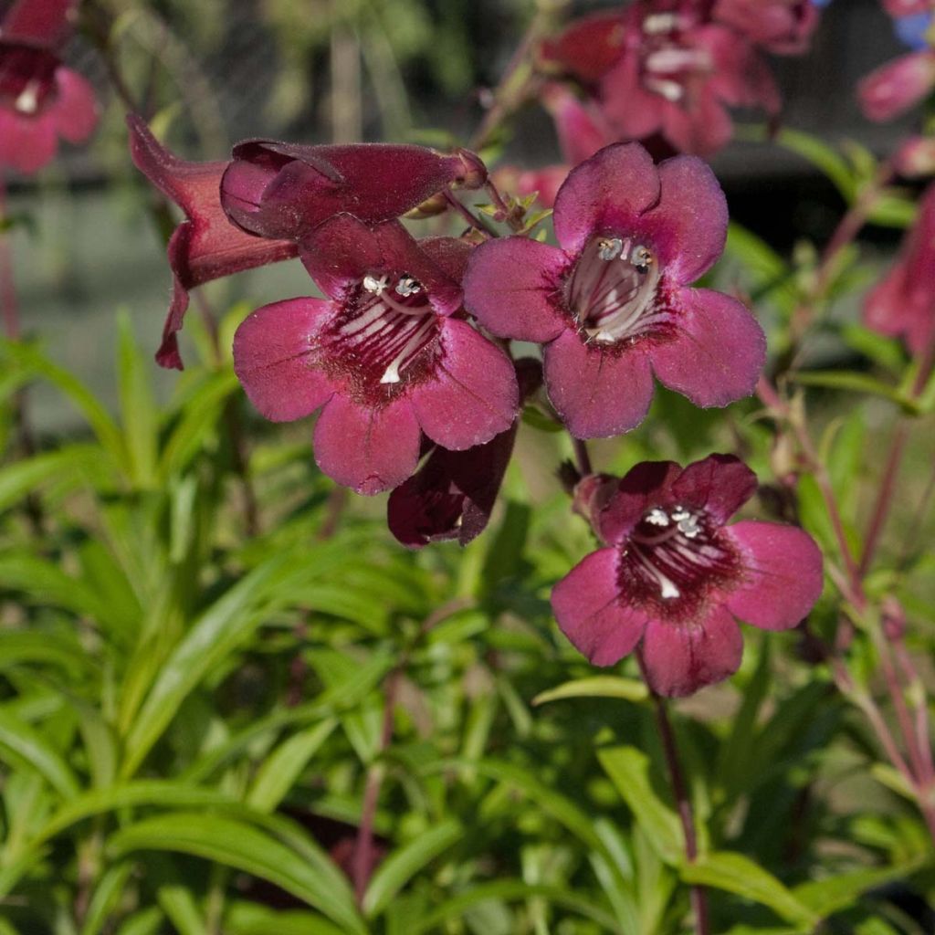 Penstemon Blackbird - Galane