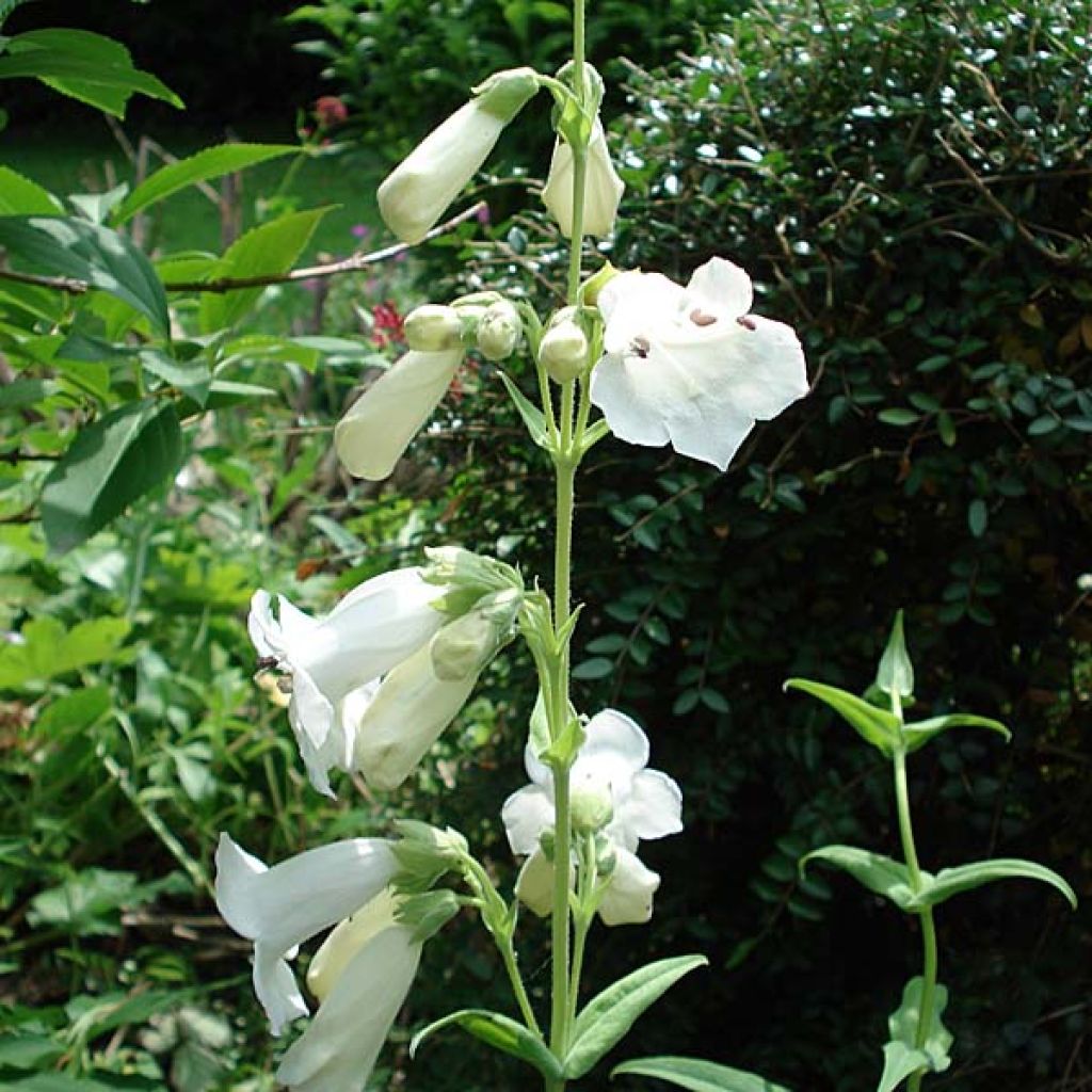 Penstemon white bedder