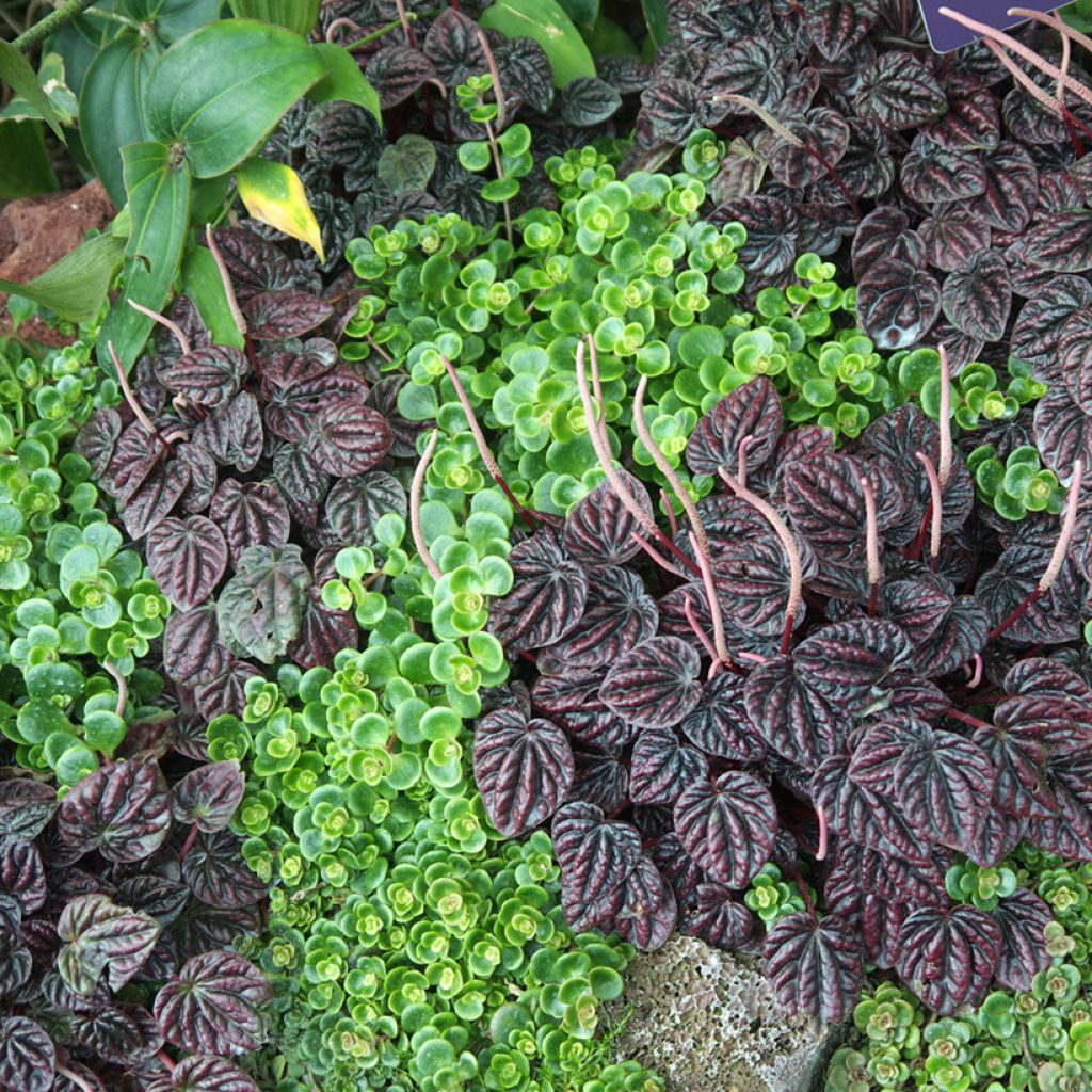 Peperomia caperata Montevideo