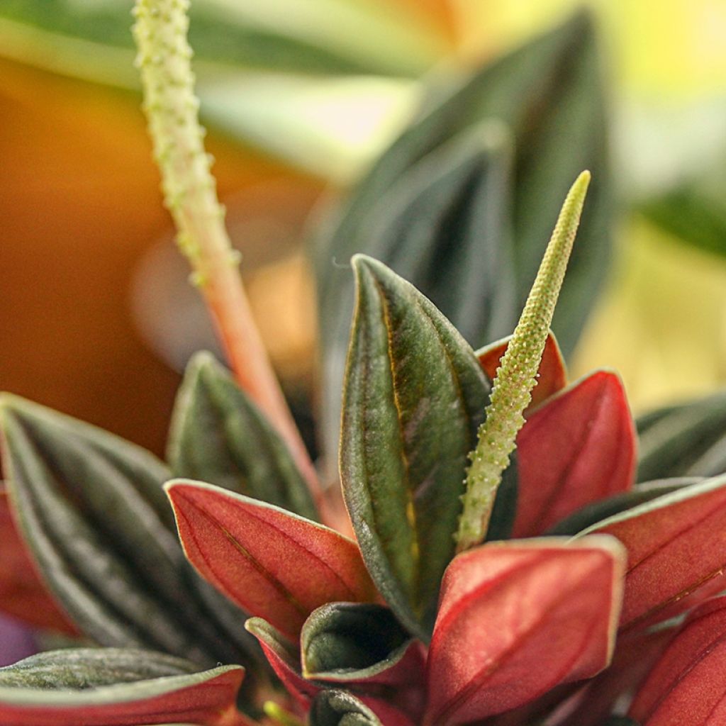 Peperomia caperata Rosso