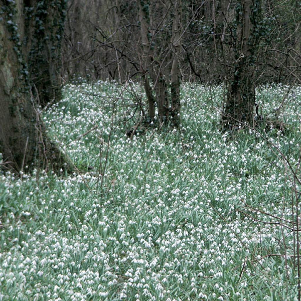 Perce-neige - Galanthus elwesii