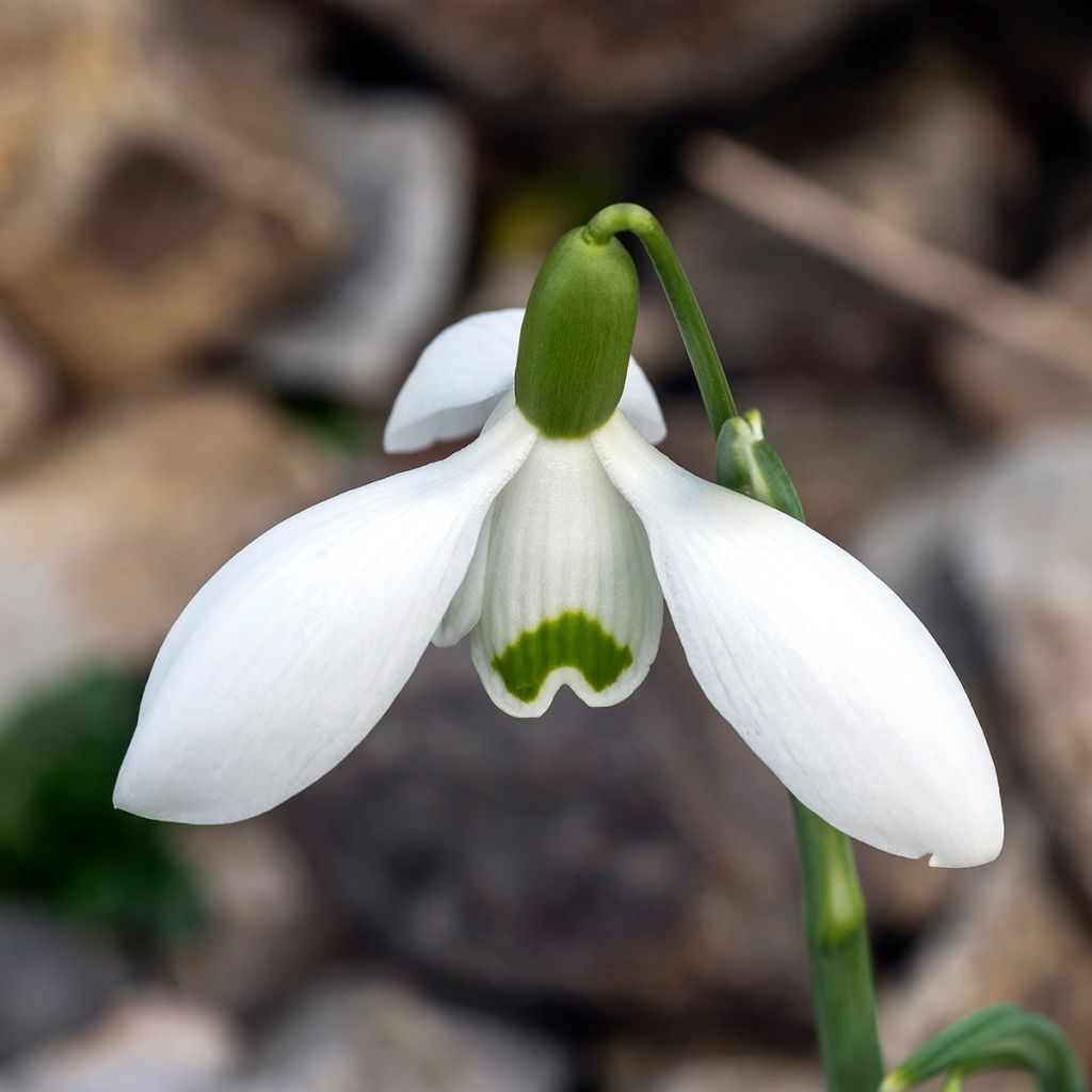Perce-neige - Galanthus nivalis S. Arnott