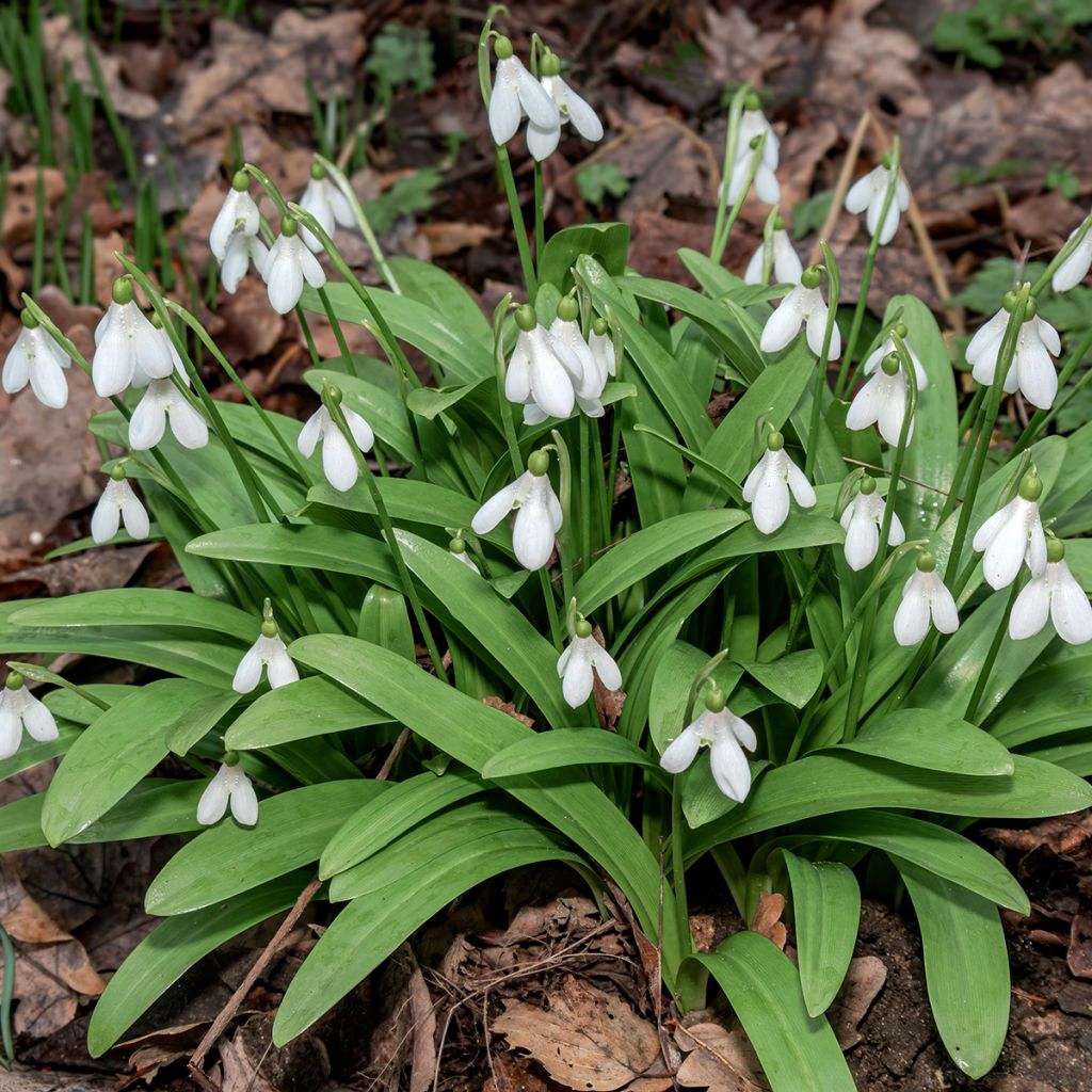 Perce-neige - Galanthus woronowii