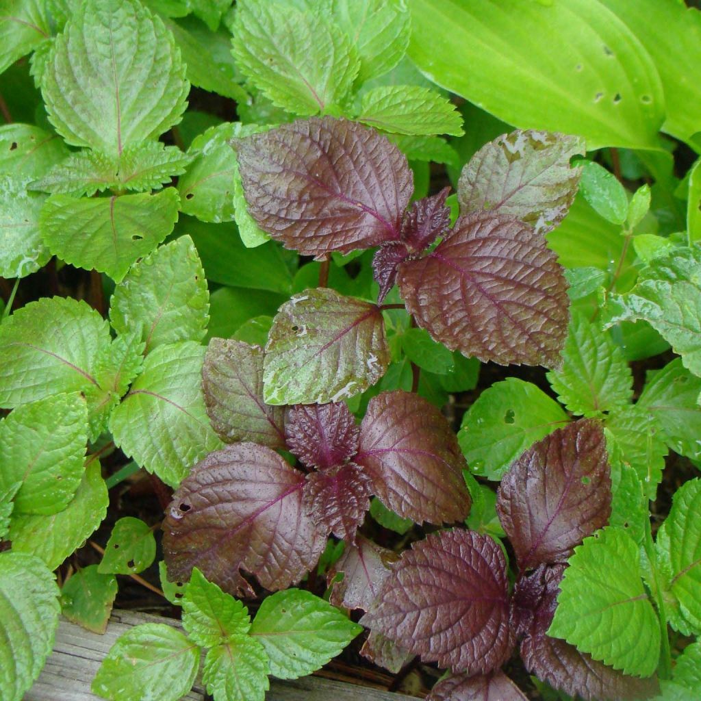 Perilla frutescens - Shiso vert (Tia To)