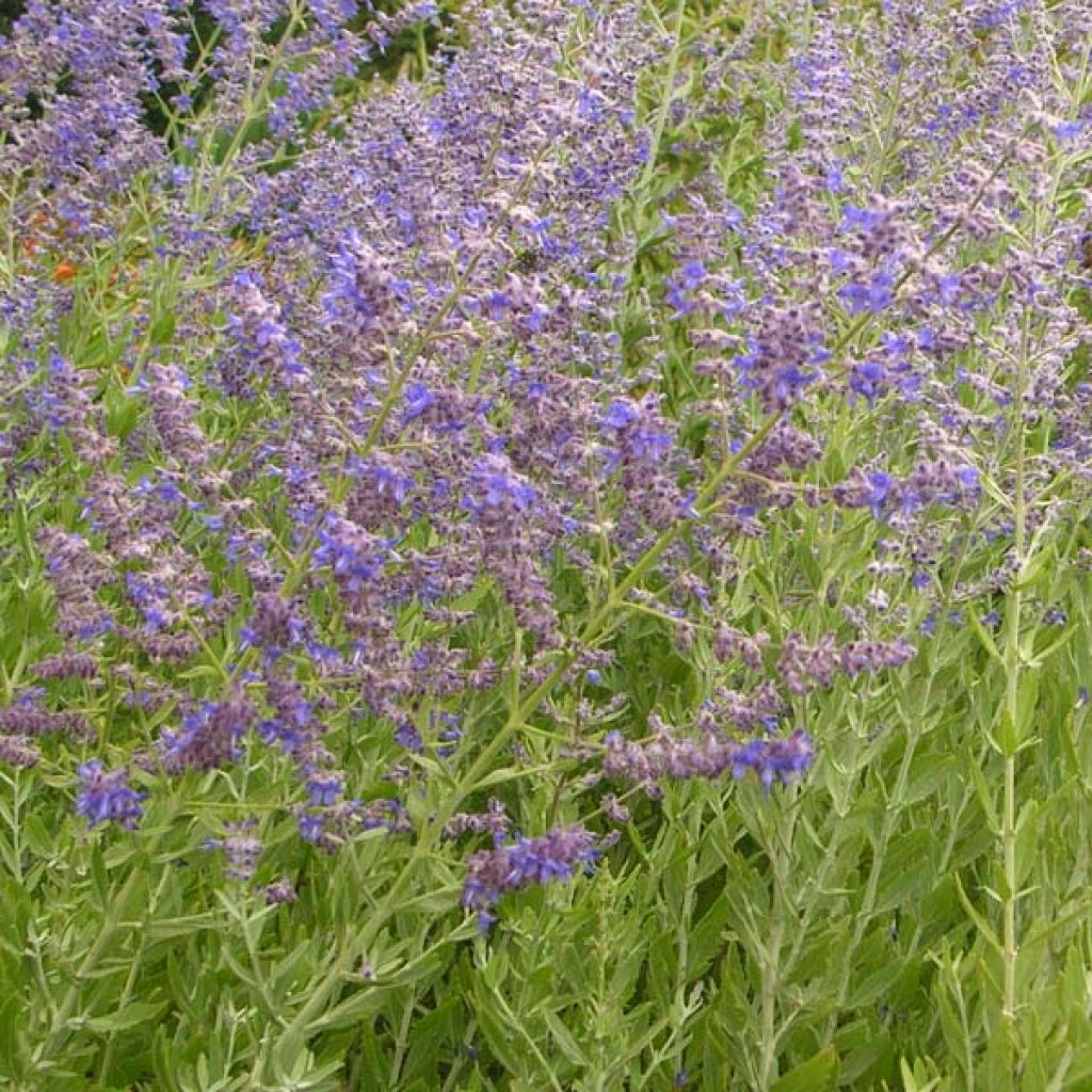 Perovskia atriplicifolia Little Spire - Sauge d'Afghanistan compacte