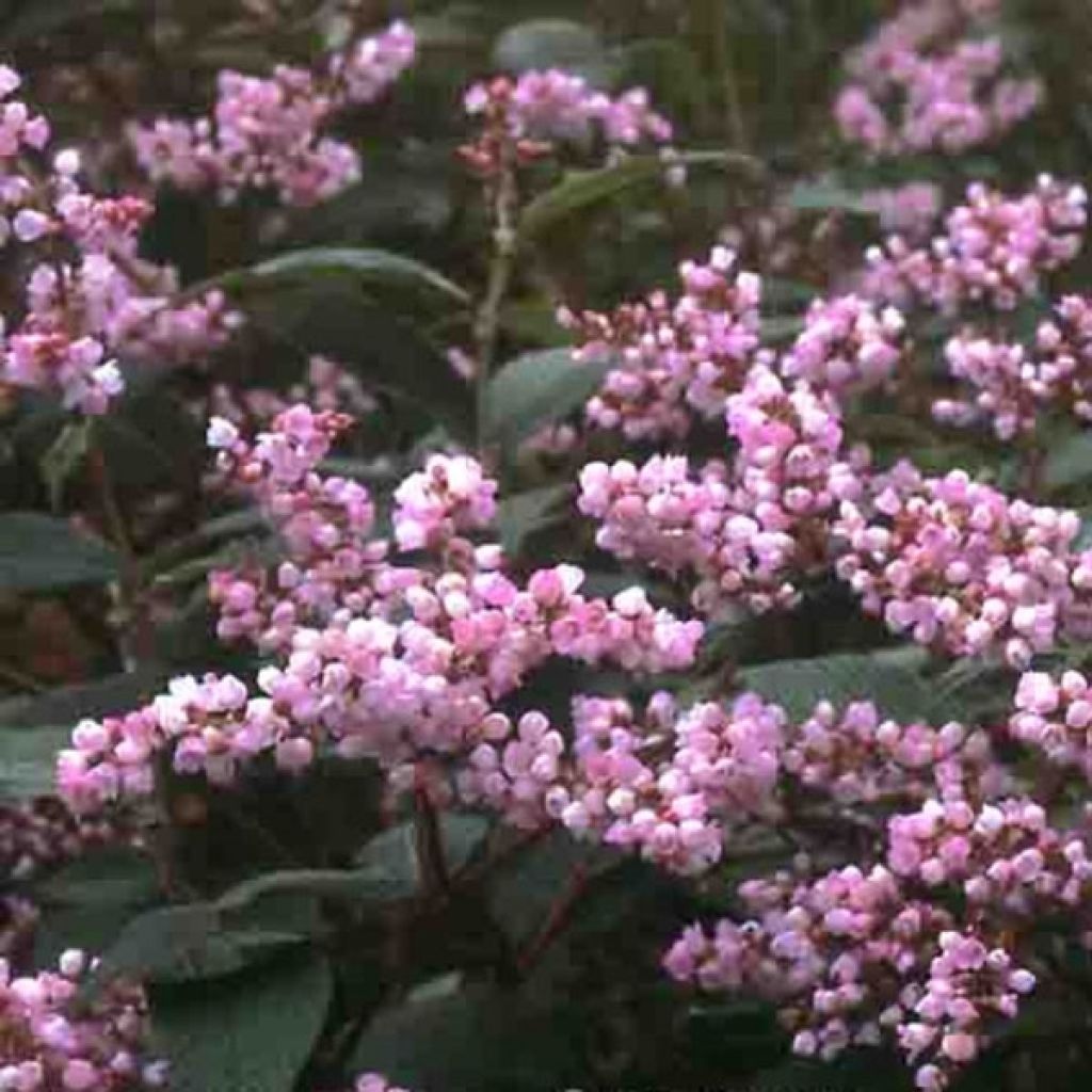 Renouée - Persicaria campanulata